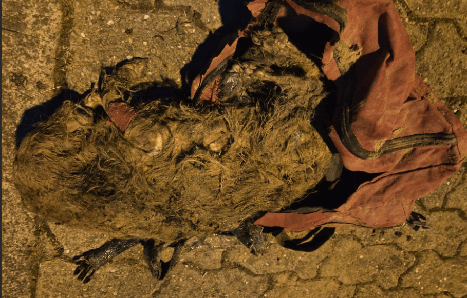 toter Hund gefunden in einer roten Tasche in merzig