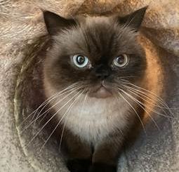 Eine Katze, bevor sie mit einem Luftgewehr angeschossen wurde