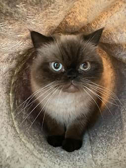 Eine Katze, bevor sie mit einem Luftgewehr angeschossen wurde